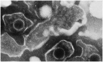 neurology杂志，neurology怎么读