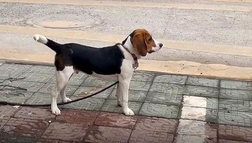 狗碗倒放找狗狗，狗碗放哪里