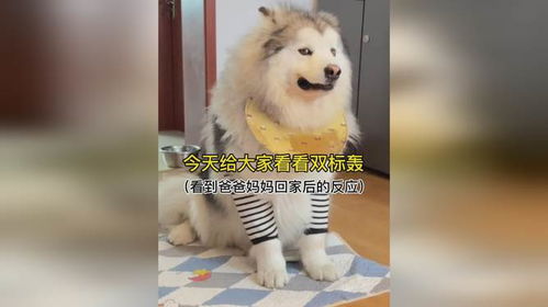 双标狗是骂人的意思吗，双标狗配图