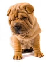 wrinkly怎么读，wrinkly skin