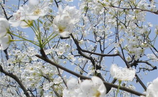苍溪梨花节张杰什么时候来的，苍溪梨花节是什么时间举行的