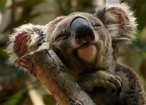 凶猛是什么意思 凶猛的意思