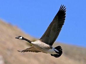 大雁英语怎么读，大雁英语专升本网课