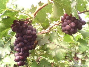 比喻句葡萄像什么