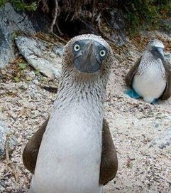 booby是什么意思，booby trap翻译