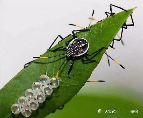 一个虫旁一个甘字怎么读