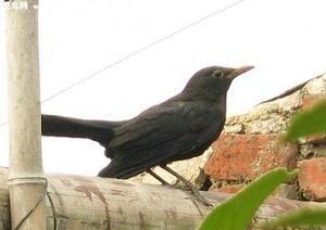 百舌鸟是什么鸟，百舌鸟多少钱一只