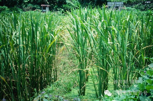 菰蒲，菰蒲怎么读