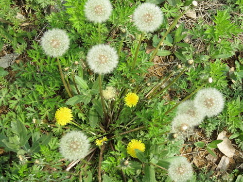 蒲公英别名叫什么名字?，蒲公英别名两个字