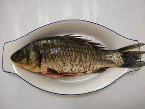 江鱼儿酸菜鱼官网，江鱼品种鱼名和图片