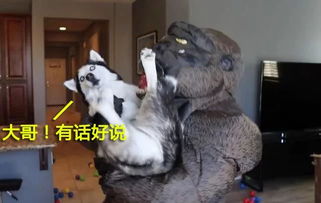 洞庭连天打一生肖