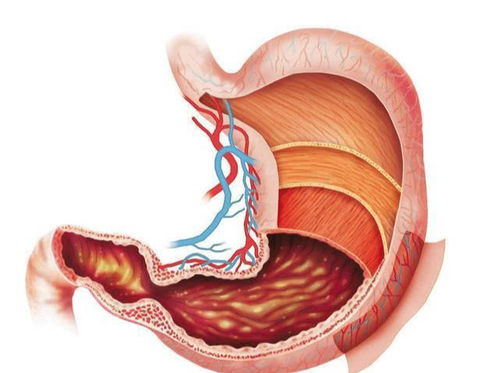 胃底腺壁细胞分泌什么?