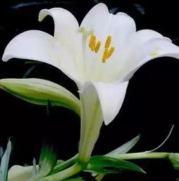 百合花的英文怎么说