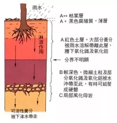 淋溶作用越强土壤有机质越少，土壤淋溶作用