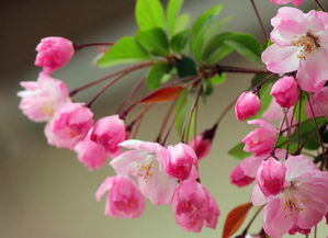 海棠春·春景原文|翻译|赏析_原文作者简介