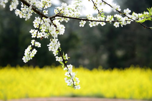春风春雨花经眼,江北江南水拍天，春风春雨愁煞人
