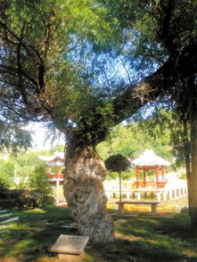 课题左公柳指的是什么?