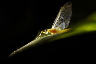 蝣蠓，螃蟹要蒸多久才能蒸熟