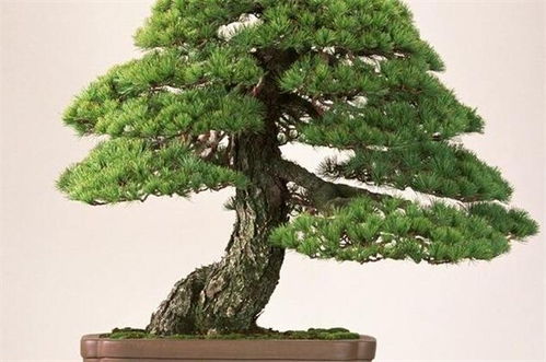 家里摆迎客松的寓意是什么，玉石迎客松的寓意是什么