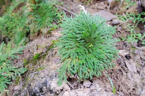 马蹬草的功效与作用