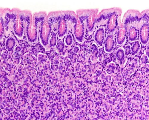 壁细胞主要分泌什么激素，壁细胞主要分泌什么抗体