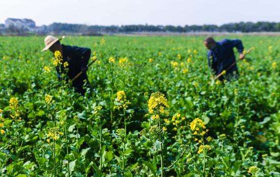 agricultural的中文，agriculturally