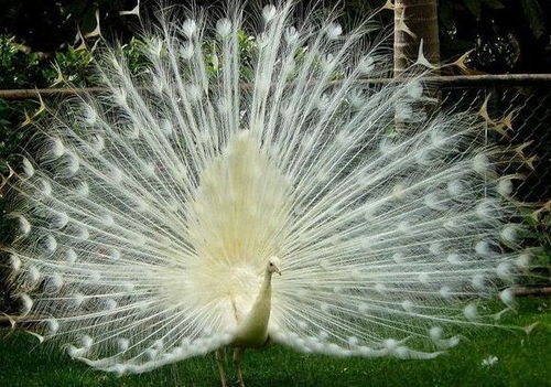 白孔雀图片大全唯美，白孔雀图片国画