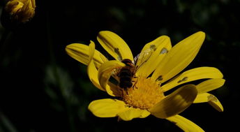 花香引得蜜蜂的美句，蜂恋花说说