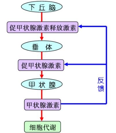 正反馈调节的例子有哪些，正反馈调节的实例