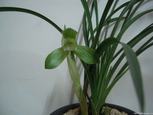 青翠欲滴的意思是什么 标准答案，青翠欲滴的意思茅塞顿开的意思