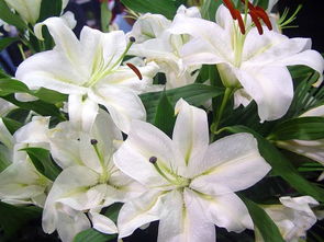 百合花英文名怎么写，百合花英文复数