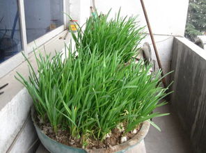 蒜苗怎么种植方法 蒜苗如何种植方法