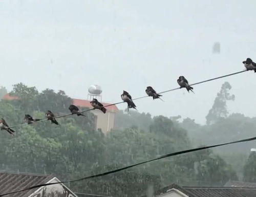 风吹雨打都不怕你给我力量是什么歌，松树爷爷年纪大,风吹雨打都不怕