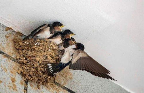燕子筑巢是什么兆头，燕子筑巢需要多久