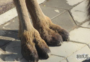 骆驼趾是啥意思 “骆驼趾”的出处在哪