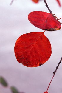 鬼女红叶故事，红叶故事app