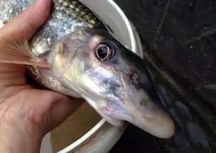 江鱼怎么做好吃 江鱼的做法