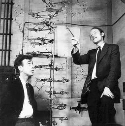 沃森和克里克提出的DNA双螺旋结构模型每旋转一周的，沃森和克里克提出的DNA双螺旋结构模型