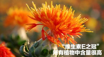 用“红花“造句什么 用