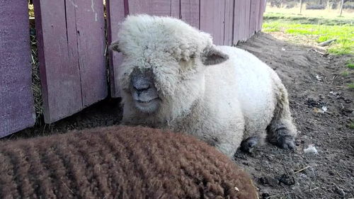 憨态可掬是什么意思形容什么动物，憨态可掬的近义词