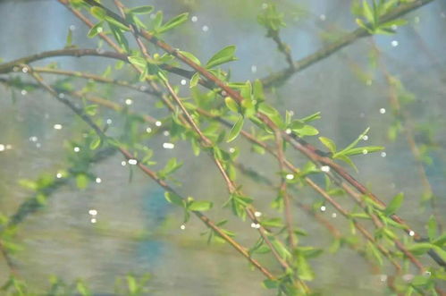 青翠欲滴啥意思