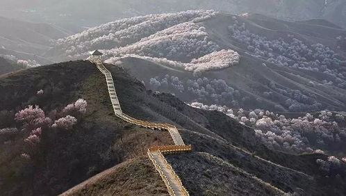 伊梨酒价格，伊梨是南彊吗