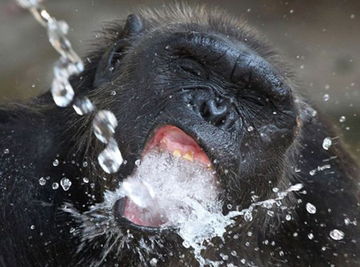 梦见蛇很凶猛是什么意思，凶猛是什么意思近义词是什么