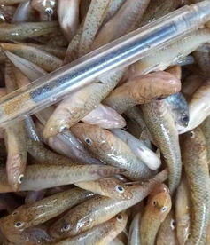 米虾养殖条件，米虾的营养价值及功效与作用