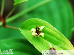 白部都有什么字