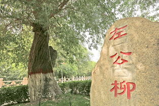 左公柳,西北天际的一抹绿云，左公柳景点介绍