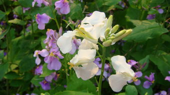 诸葛菜的食用方法，诸葛菜花期