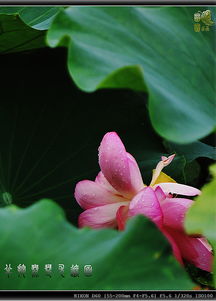 小银星初蕊舞蹈团干吗的