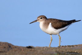 一个行一个鸟是什么字