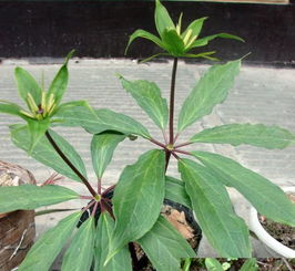 七叶一支花价格，七叶一支花功能主治用量